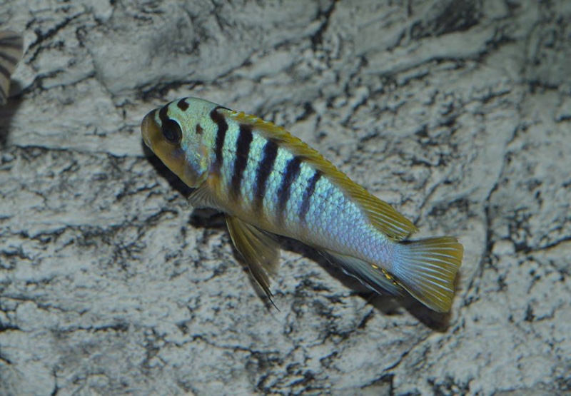 Maylandia sp. 'hajomaylandi pombo' Pombo Rocks